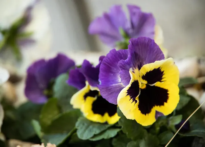 Antiguo Hospital 2* Linares de Mora